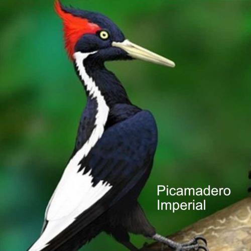 Afiliación Picamadero Imperial